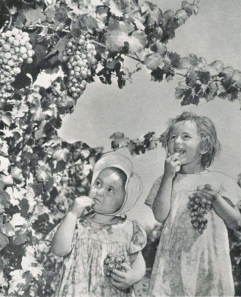Фотоальбом Крым. 1960. И дети, и взрослые одинаково радуются, когда наступает пора сбора винограда